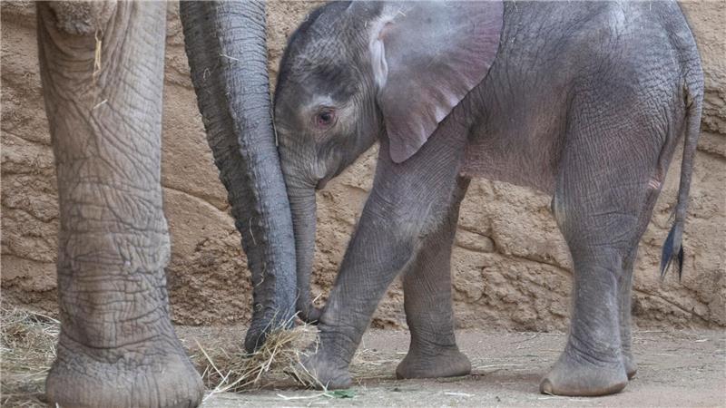 Bilder des Tages Elefantös süß: Das Elefanten-Baby „Kaja“ steht bei seinem ersten öffentlichen Auftritt im Opel-Zoo in Kronberg im Taunus neben seiner Mutter „Kariba“.