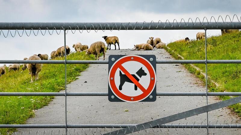 Elektrischer Weidezaun wird am Neuenlander Lunesiel in Betrieb genommen.