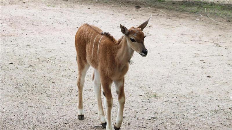 Elenantilopen-Kalb Nadia erkundet nach ersten Tagen im Stall nun die Außenanlage.