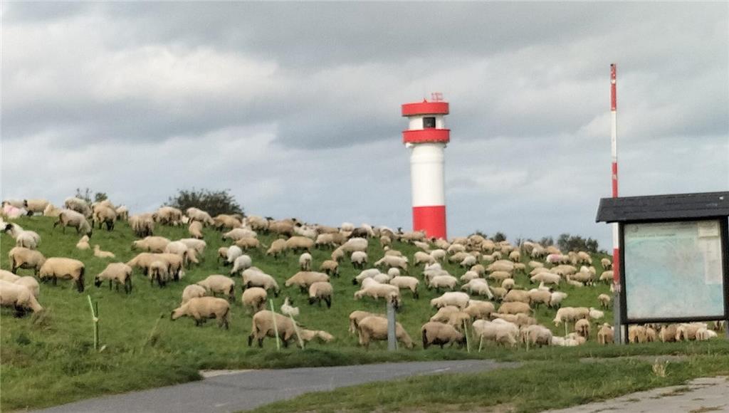 Elke hat Schafe auf der Elbinsel Krautsand im Bild eingefangen.