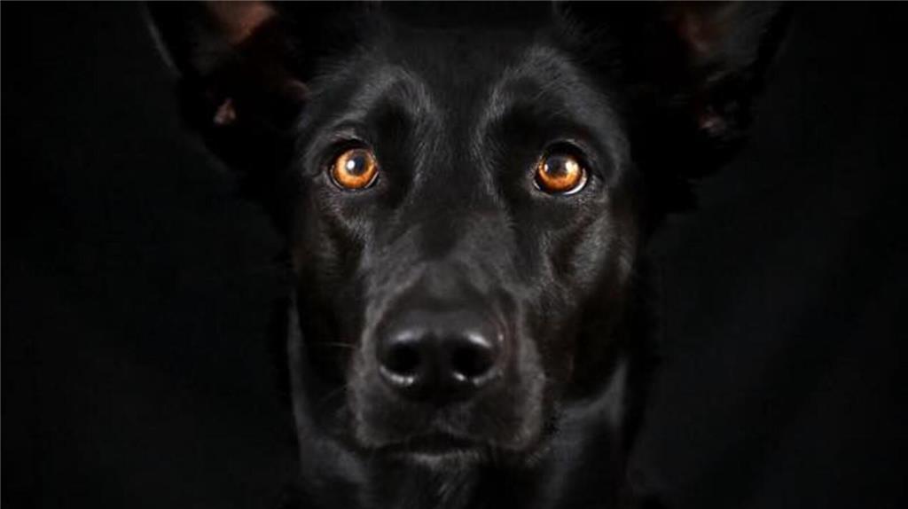 Ella ist der Hund von Melanie Stötzel.