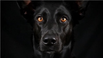 Ella ist der Hund von Melanie Stötzel.