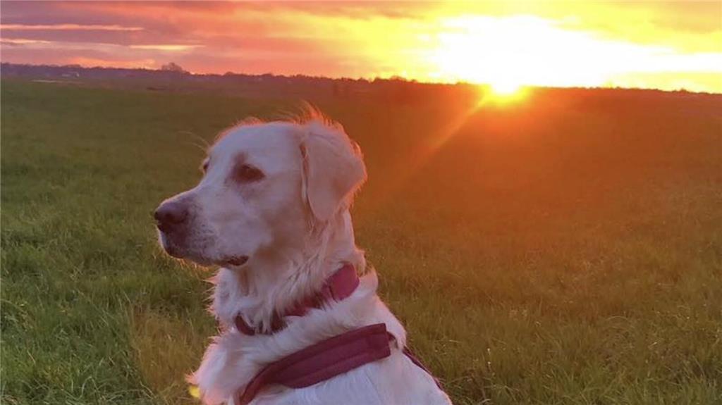 Ella wird vom Sonnenuntergang angestrahlt. Ihr Herrchen ist Ronny Schonk.