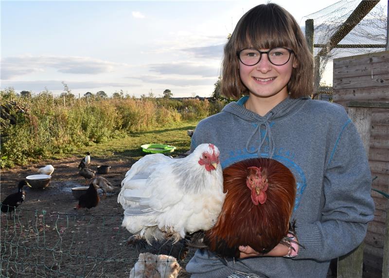 Emily Rohland (13) aus Groß Hove trägt ihre Zwerg-Cochins Mascha und Molotow auf Händen. Foto Vasel