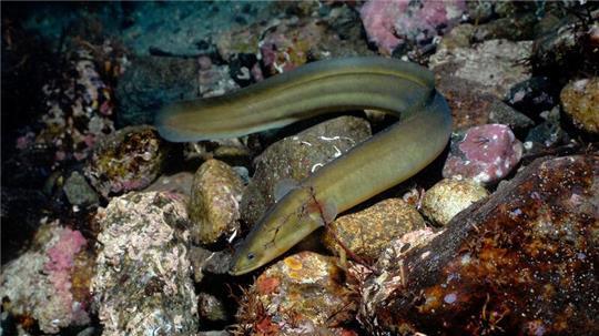 Ende 2026 wird laut Bundesagrarministerium auf EU-Ebene der Rahmen für zukünftige Fischereimaßnahmen zum Schutz des Aals neu festgelegt. (Symbolbild)