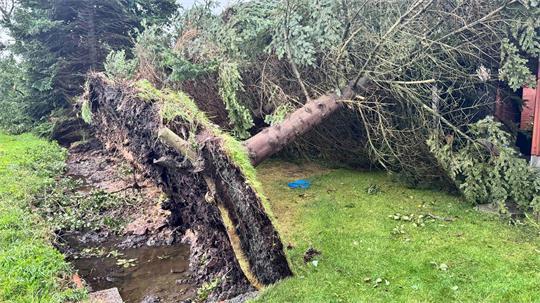 Ende Juli wurden bei einem Tornado in Oederquart Bäume entwurzelt.