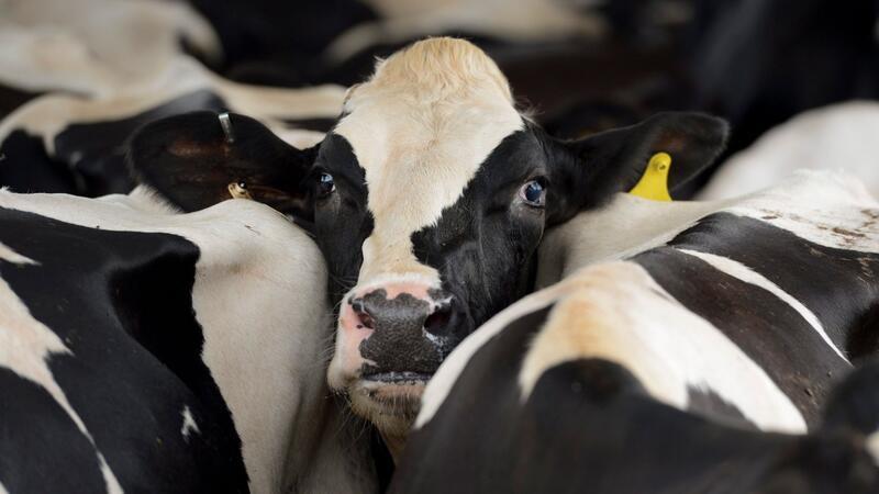 Zweiter Mensch nach Kuh-Kontakt mit Vogelgrippe infiziert Ende März war das H5N1-Virus erstmals bei Milchkühen in den USA entdeckt worden.