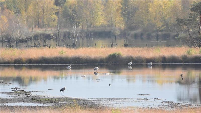 Vogelgrippe im Kreis Rotenburg: Tote Kraniche im Tister Bauernmoor entdeckt Ende Oktober erreicht der Kranichzug im idyllischen Tister Bauernmoor seinen Höhepunkt. Moorkenner entdecken derzeit tote Vögel.