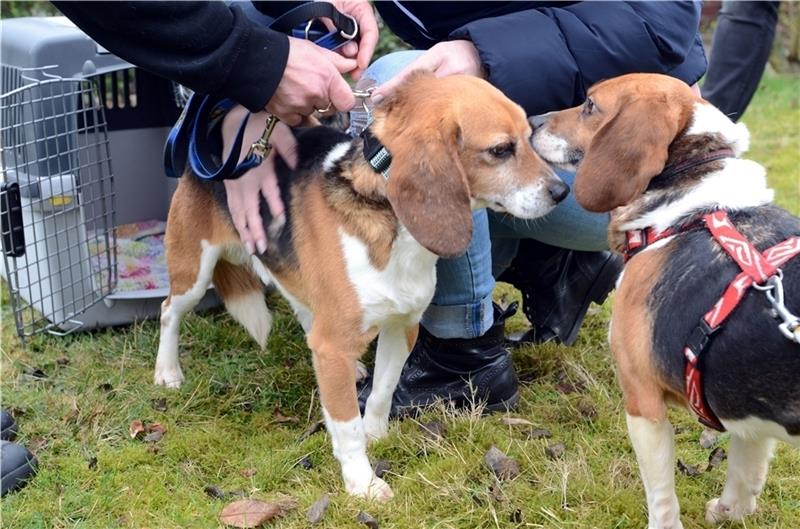 Endlich in Freiheit: Tierschützer übernehmen Beagle aus dem Labor Mienenbüttel. Auf einem privaten Grundstück wurden einige Hunde an ihre neuen Besitzer, Herrchen und Familien übergeben. Foto: Caroline Dobs