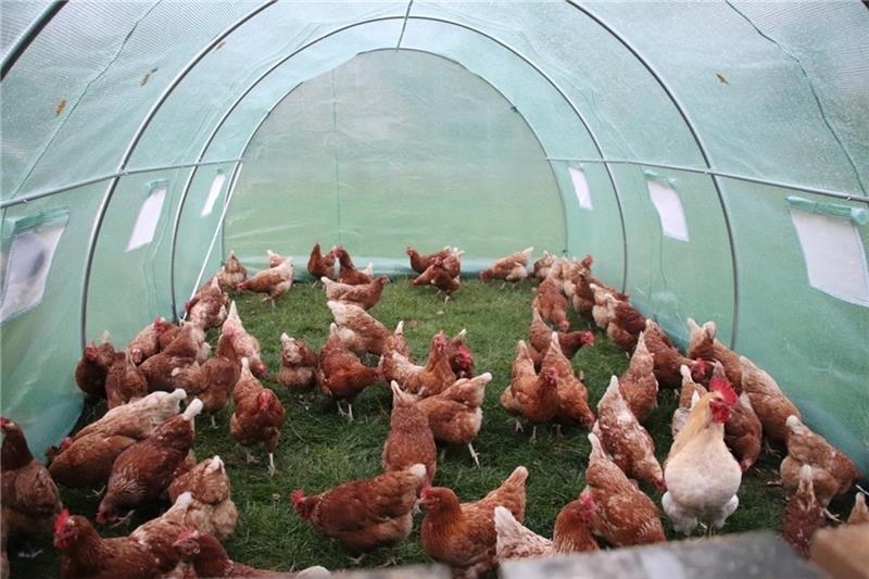 Endlich wieder Gras: Die Hühner aus Himmelpforten erkunden ihren überdachten Auslauf. Hahn Christopherus überwacht die kleine Schar.