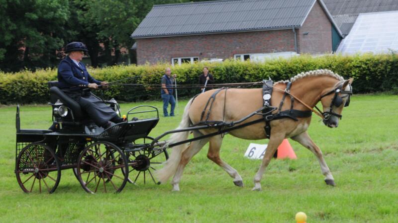 Engelschoff richtet Fahrturnier mit Kreismeisterschaften aus Engelschoff wird am Wochenende zum Treffpunkt des regionalen Fahrsports.