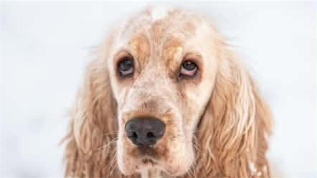 „Enkelkindhund“ „Disney von Facebook-Nutzerin Sylvimicha Lohmann ist zwei Jahre ...