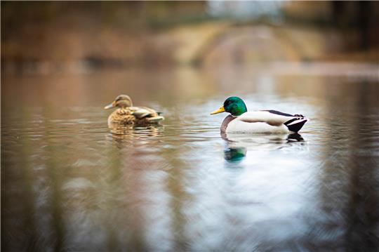 Enten schwimmen bei trübem Wetter im Wasser eines Teiches im Georgengarten an den Herrenhäuser Gärten in Hannover. Foto: Moritz Frankenberg/dpa