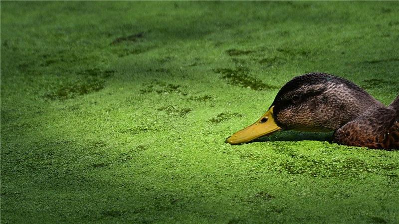 Bilder des Tages Entengrütze im Großen Tiergarten in Berlin.