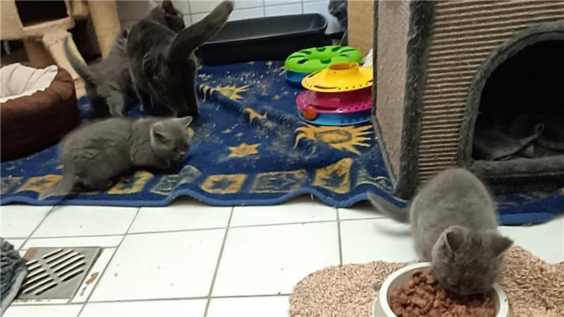 Wenn 46 Bewohner auf Futter warten: Mit Tempo durchs Stader Tierheim Entzückend, aber etwas scheu ist die Katzenmutter mit ihren Kitten.