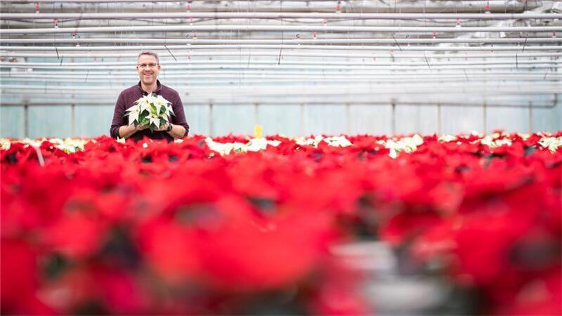 Er ist Herr über das Meer aus roten Weihnachtssternen, Inhaber und Gartenbautechniker Oliver Krebs (50) aus Loxstedt. 
