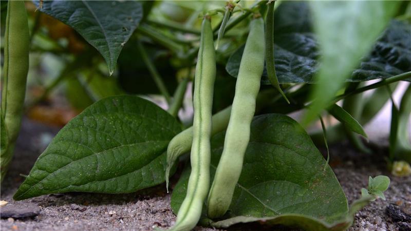 Erbsen und Zuckerschoten produzieren mehr Früchte bei regelmäßiger Ernte.