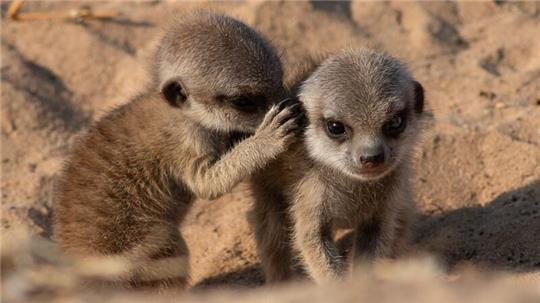 Erdmännchen leben in trockenen Regionen des südlichen Afrikas.