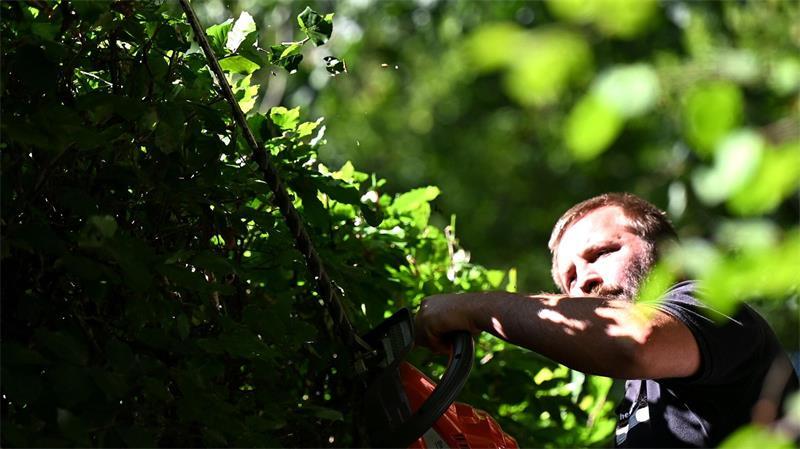 100 Jahre alt – Hecke macht Stadtpark-Open-Air einzigartig Erfahrene Mitarbeiter wie Benny sind mit den Arbeiten an den denkmalgeschützten Grünflächen betraut.