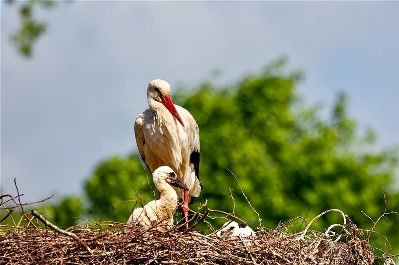 Erfolgreiche Brut mit zwei Jungvögeln am Harsefelder Niststandort. Foto: Kleingünther