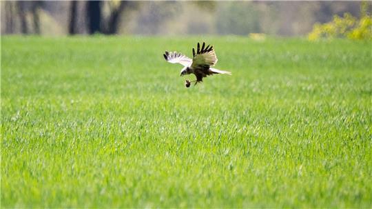 Erfolgreiche Mäusejagd