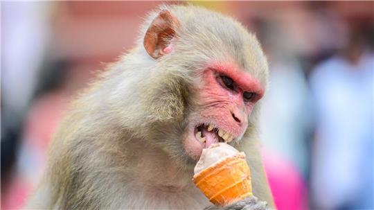 Erfrischung - Ein Affe genießt ein Eis in Kathmandu. 