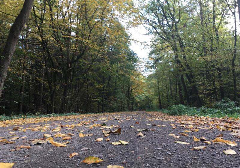 Erhaltenswert: Das Naturschutzgebiet Braken und Harselah umfasst 559 Hektar zwischen Harsefeld und Ahlerstedt. Foto: Wisser