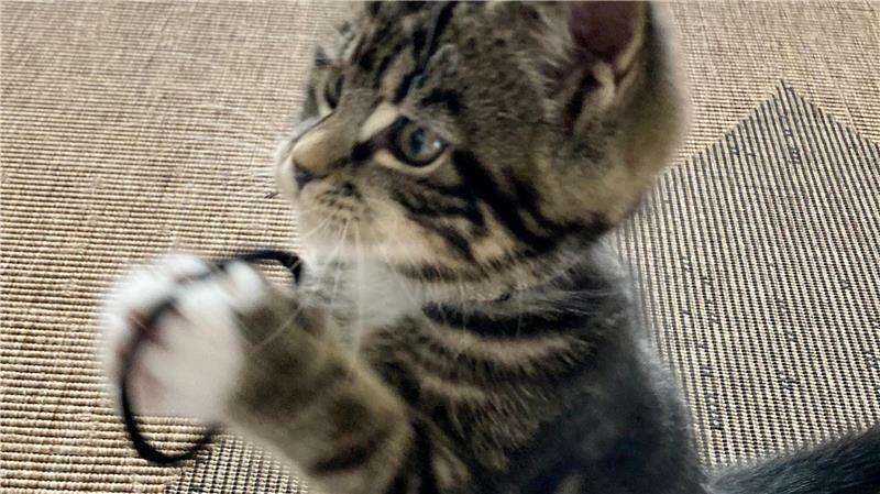 In der Falle erschossen? Die letzten Stunden des Katers Teddy Erinnerung an den jungen Teddy: Er spielte gerne mit Haargummis.