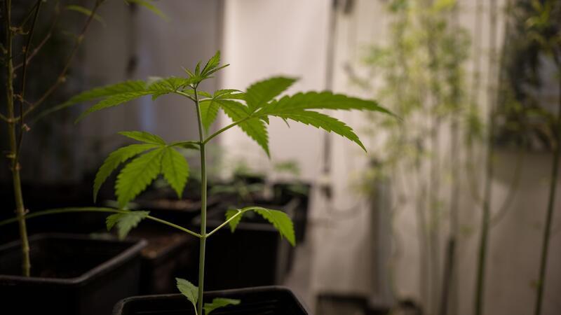 Erlaubt werden soll für Erwachsene ab 18 Jahren grundsätzlich der Besitz von bis zu 25 Gramm Cannabis zum Eigenkonsum. In der eigenen Wohnung sollen drei lebende Cannabispflanzen legal werden und bis zu 50 Gramm Cannabis zum Eigenkonsum.