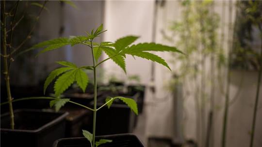 Erlaubt werden soll für Erwachsene ab 18 Jahren grundsätzlich der Besitz von bis zu 25 Gramm Cannabis zum Eigenkonsum. In der eigenen Wohnung sollen drei lebende Cannabispflanzen legal werden und bis zu 50 Gramm Cannabis zum Eigenkonsum.