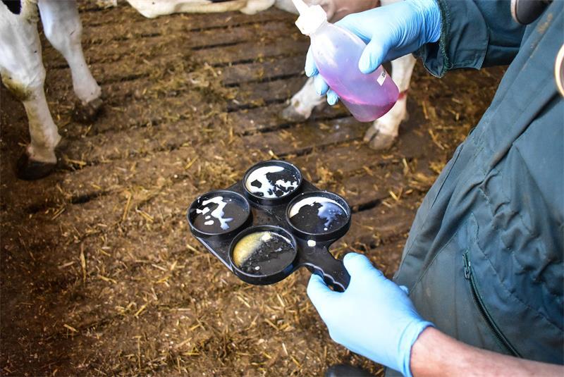 Erna geht's schlecht - doch Oldendorfs Rinderarzt hilft der kranken Kuh Ernas Milch vor dem California-Mastitis-Test (CMT), dem Schalmtest. In einem Euterviertel (unten links) ist die Milch nicht in Ordnung.