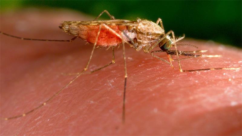 Erneut erkrankten Menschen in Frankfurt an Malaria. (Symbolbild)
