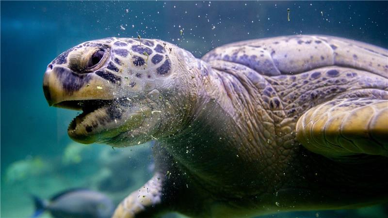 Meeresschildkröte Ernie teilt sich Aquarium-WG mit Haien Ernie hat bislang im Sea Life im niederländischen Scheveningen gelebt und ist nun nach Wilhelmshaven umgezogen.
