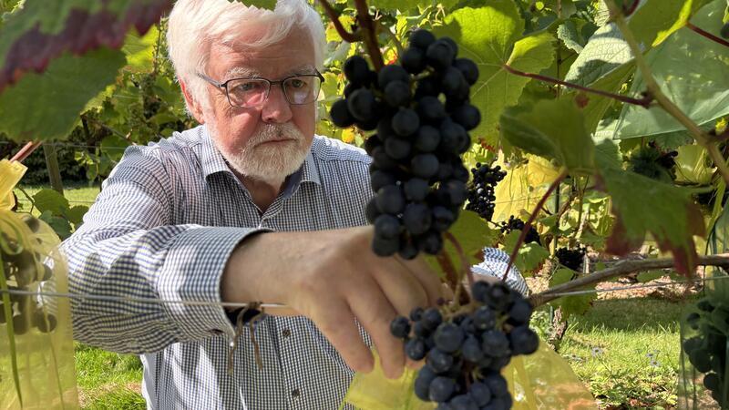 Weinreben mitten in der Stadt: Stader Hobbywinzer stellen edle Tropfen her Ernst-August Heinemeyer beschäftigt sich seit Jahren mit der Frage, ob Weinanbau in Norddeutschland möglich ist.