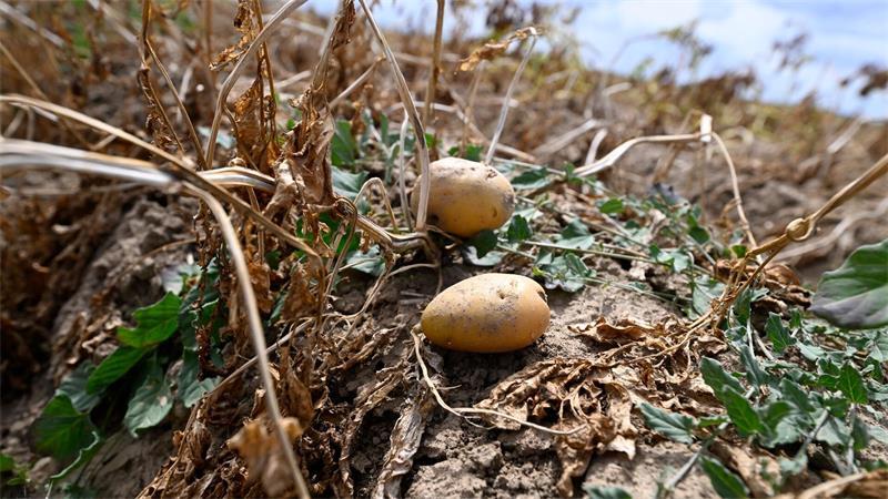 Ernte in Deutschland: Landwirte erwarten dickes Minus wegen extremer Trockenheit. (Archivbild)