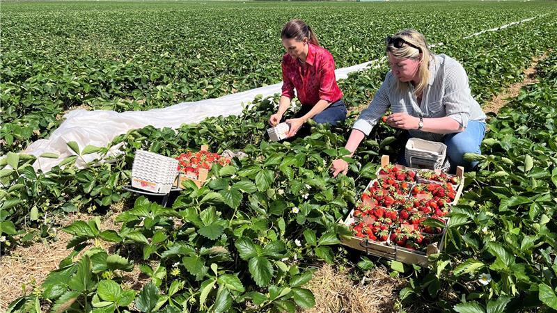 Ernteeinsatz: Die Bundestagsabgeordnete Vanessa Zobel und die Landtagsabgeordnete Birgit Butter pflücken die ersten Erdbeeren auf dem Obsthof Cohrs in Bliedersdorf.