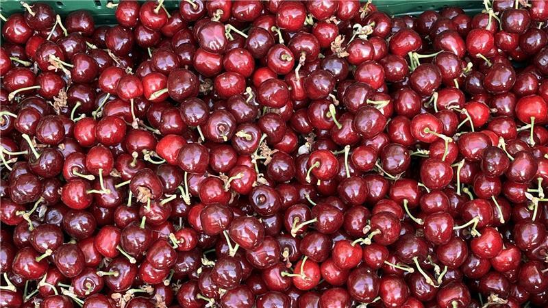 Erntefrisch: Die ersten Kirschen sind da.