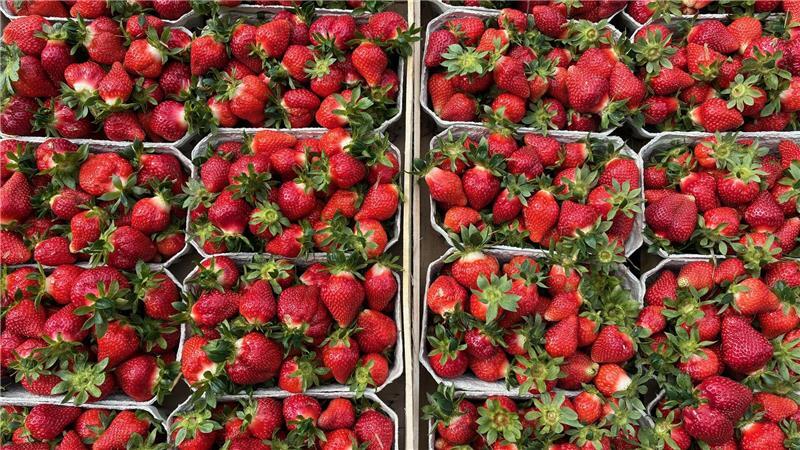 Erntefrische Freiland-Erdbeeren in der 500-Gramm-Schale kosten bis zu sechs Euro.