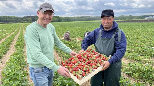 Erntehelfer Telebar Constantin reicht die Steige mit frisch gepflückten Erdbeeren der Sorte Flair an Obstbauer Werner Cohrs (von rechts) aus Bliedersdorf-Rutenbeck weiter.