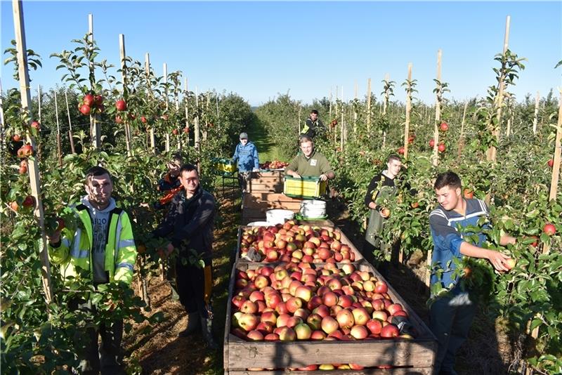 Erntehelfer aus Rumänien unterstützen Nick und Philip Köpcke bei der Apfelernte , aktuell wird die Sorte Wellant gepflückt. Fotos: Vasel