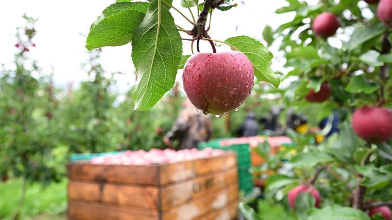 Erntehelfer eines Obst-Landwirts ernten Äpfel.