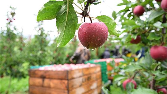 Erntehelfer eines Obst-Landwirts ernten Äpfel.