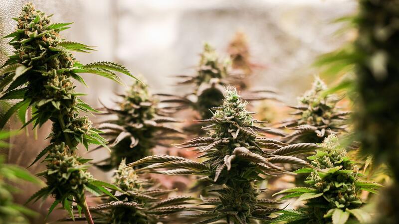 Richterverein: Cannabis-Gesetz gefährdet Funktionsfähigkeit Erntereife Cannabispflanzen stehen in einem Aufzuchtszelt unter künstlicher Beleuchtung.