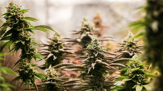 Erntereife Cannabispflanzen stehen in einem Aufzuchtszelt unter künstlicher Beleuchtung.
