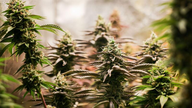 Erntereife Cannabispflanzen stehen in einem Aufzuchtszelt unter künstlicher Beleuchtung.