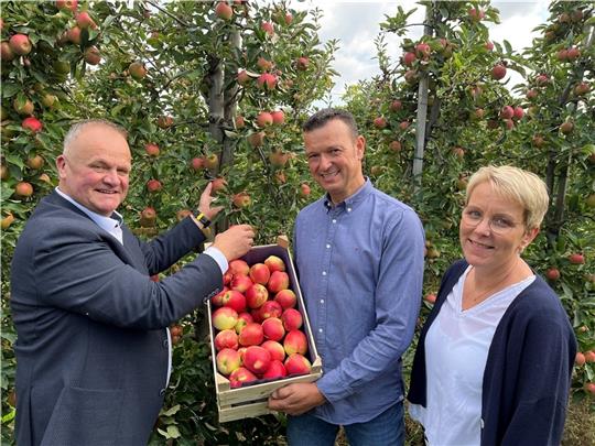 Eröffnung der Apfelsaison 2023/2024: Der Vorsitzende der Fachgruppe Obstbau, Claus Schliecker (links), pflückt auf dem Obsthof von Rolf und Kerstin Hauschildt in Westerladekop symbolisch die ersten Äpfel. Foto: Vasel