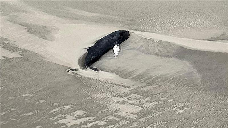Wieder ein toter Wal auf Nordseeinsel entdeckt Erst im Februar wurde an der Stelle ein Buckelwal entdeckt. (Archivfoto)