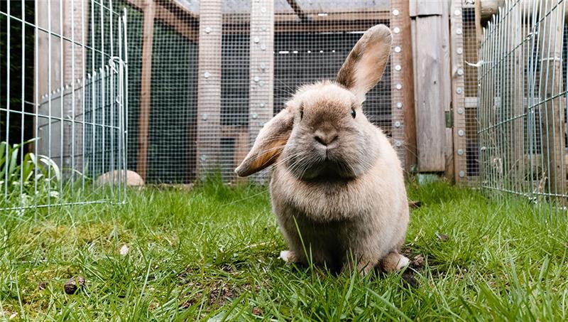Erste Fälle einer Seuche sind bei Kaninchen und Hasen in Cuxhaven aufgetreten (Symbolfoto). Foto: Markus Scholz/dpa
