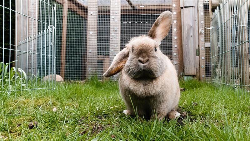 PETA fordert Verbot von Kaninchenschauen Erste Fälle einer Seuche sind bei Kaninchen und Hasen in Cuxhaven aufgetreten (Symbolfoto). Foto: Markus Scholz/dpa