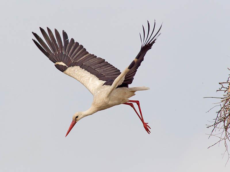 Erste Weißstörche sind aus den Überwinterungsgebieten in den Landkreis Stade zurückgekehrt. Foto: Schaffhäuser
